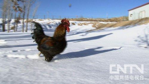 新疆吉木萨尔县：沉默大厨李东偏在雪地养鸡