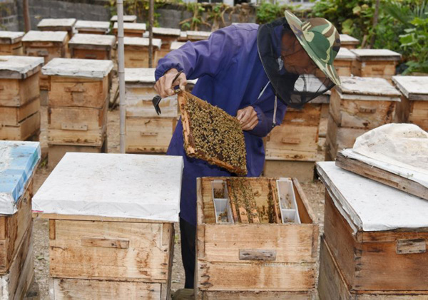 26日，蜂农冯祖国正在检查蜜蜂的健康状况和蜂蜜的长势。
