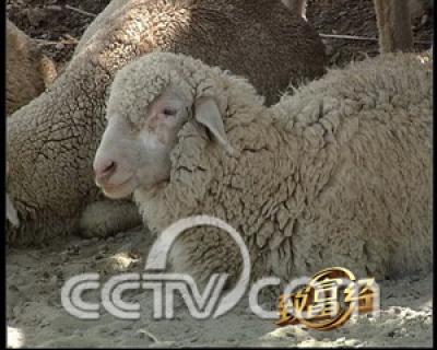 cctv致富经:细毛羊为何穿衣服