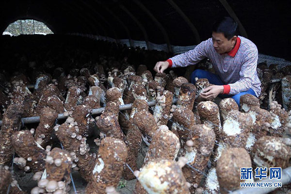 11月8日，工作人员在湖北十堰郊区一处蘑菇种植大棚中管理生长的蘑菇。
