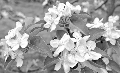 刚刚种植两年的苹果树开满了花