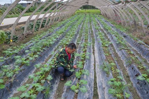 湖南道县大力发展设施蔬菜促增收