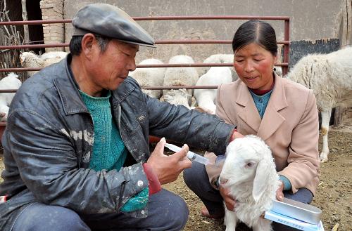 5月8日，甘肃省庆阳市环县合道乡陈旗塬村农民敬登武（左）和爱人在为羔羊注射防疫疫苗。