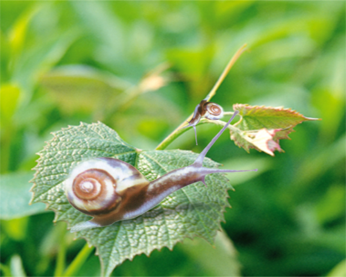 河南省新安县：养殖白玉蜗牛 带动农户走上致富之路
