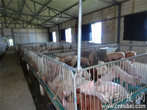标准化养猪场的保育室