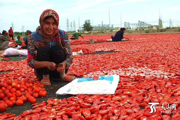 8月3日新疆焉耆县良种场农民在戈壁滩上晾晒番茄干