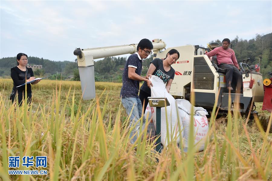 11月7日，李晓文夫妇在配合当地农技人员对土壤改良与生态修复试验田“越光稻2号”测定产量。