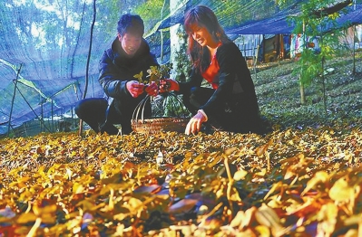 工人在仙游县西苑乡林下金线莲种植示范基地采收金线莲。