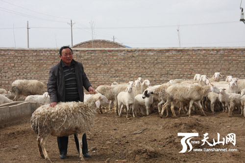 新疆木垒县农户养殖小尾寒羊走上致富路