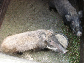 山鸡大网捕野猪 人工养殖好致富