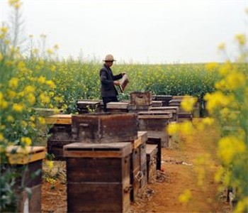 陕西延安市：养蜂能手年收入10多万