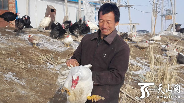 王东辉在查看红嘴雁的长势情况，一只饲养一年的红嘴雁有八九斤重