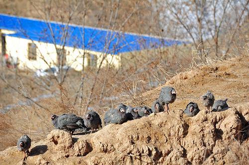 在宁夏回族自治区西吉县震湖乡珍珠鸡养殖基地内，珍珠鸡被放养在山坡上（11月27日摄）。