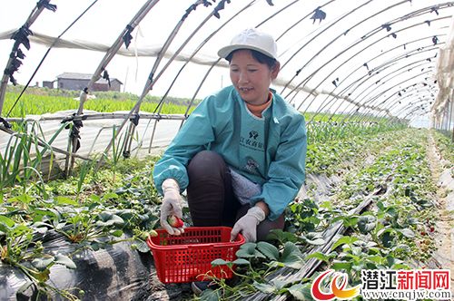 湖北浩口镇：大棚草莓种出致富路