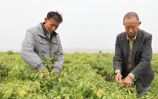 安徽涡阳：“订单辣椒”增收助农民致富