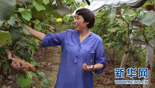 农民刘萍的葡萄致富人生