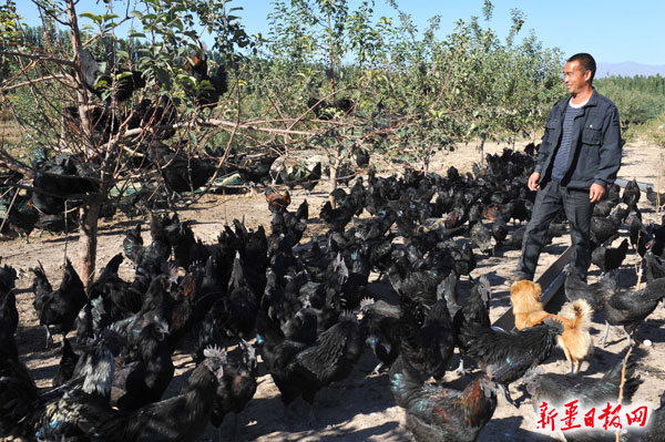 新疆伊宁：果园里养乌鸡