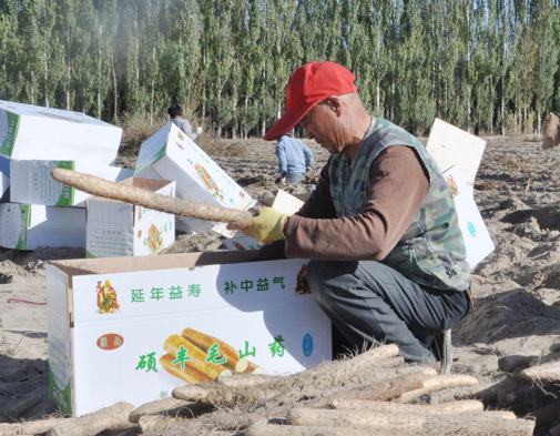 新疆和硕县山药成熟 成为农民增收的新亮点
