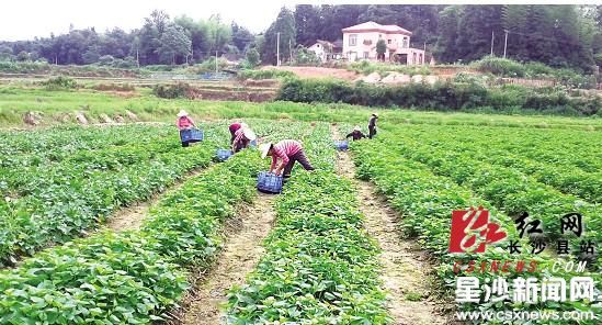 长沙县福临镇：种植食用红薯叶一年纯赚赚240万