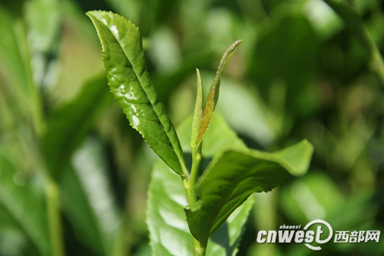 种茶成为林下经济的重要组成部分。