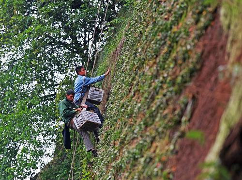 4月21日，工人在悬崖峭壁上种植铁皮石斛。