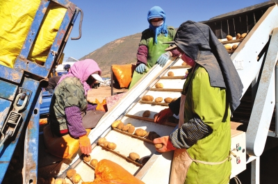 榆中甘草店镇马铃薯基地工人们正在机械化分拣洋芋。