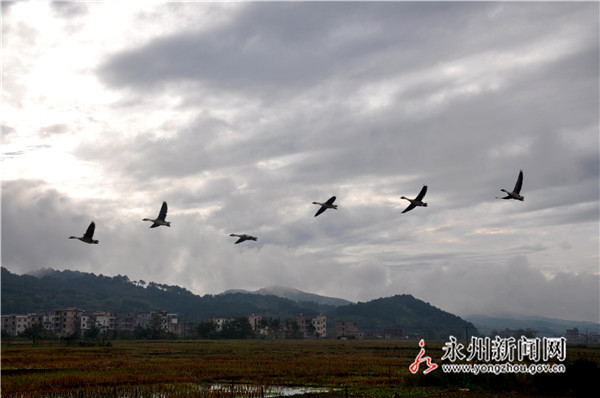 李锋：特色养殖里的“致富经”