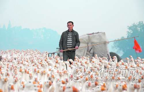 安徽芜湖：荒滩里走来“鹅司令”