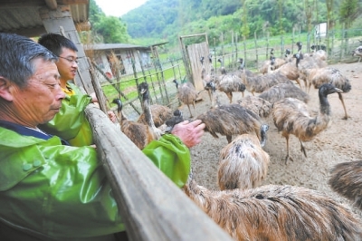 福建永安市小陶镇坚村养鸸鹋的大学生夫妻