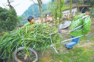 长到三斤重 还是小嫩鸡