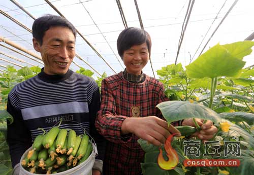 河南宁陵县帮助农民种植反季节蔬菜致富