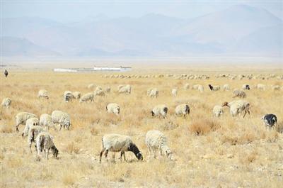 西藏日喀则市发展岗巴羊产业：昂起“龙头”富万家