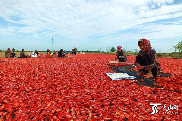 新疆焉耆县农民晾晒番茄干增收致富