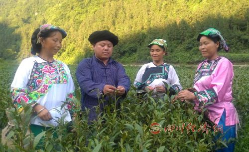 杨再温：黄金茶是我们农民致富的大产业
