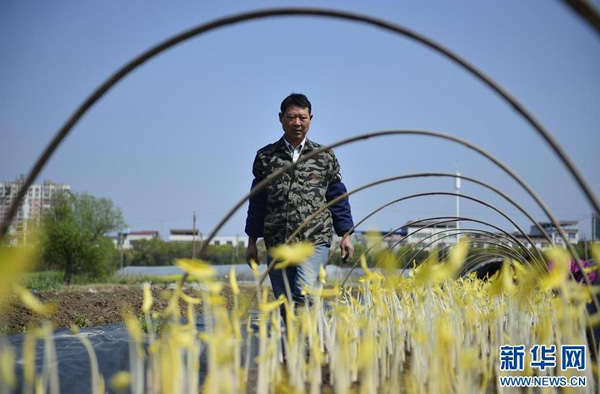 胡国华在田间察看芋芽的长势（3月25日摄）。