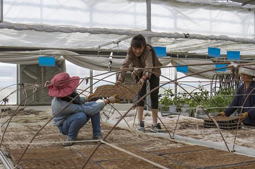 工作人员在山东省援建的西藏日喀则地区白朗县现代化智能温室果蔬育苗中心内整理秧盘（8月17日摄）。