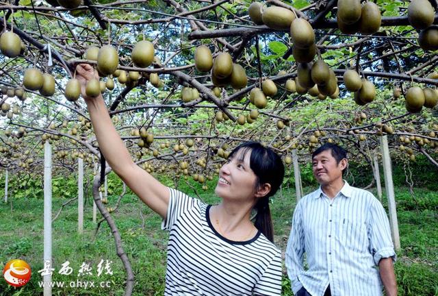 安徽岳西县：丰收！2亩猕猴桃收入近10万