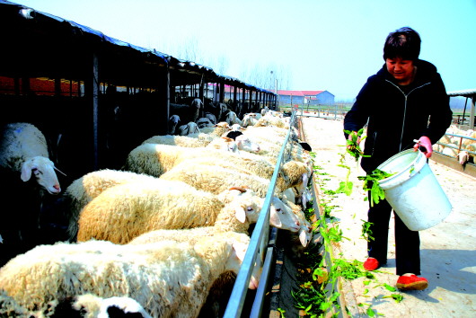 山东胶莱镇红卫村：创业“羊倌”带村民共同致富