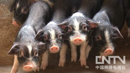 湖南宁乡县：为了养猪去考研的财富狂想《致富经》3