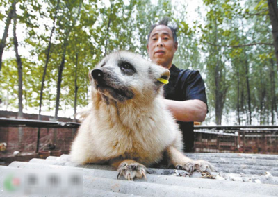 河南偃师市官庄村：替狐狸人工授精 程三根致富新经（图：2）