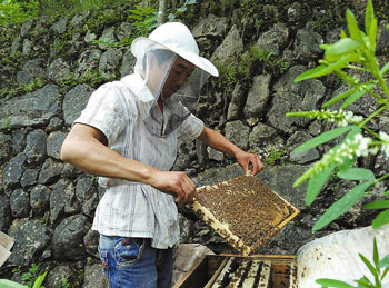土蜂养殖产业化 飞到网上效率大