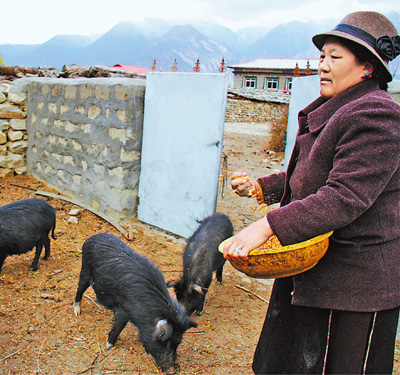 西藏林芝：藏香猪成了摇钱树