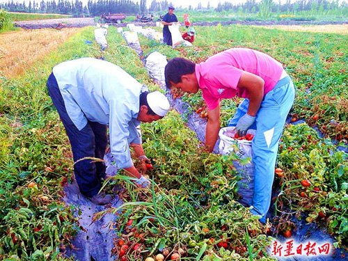 新疆和静县：艾海提种植西红柿亩产10吨2