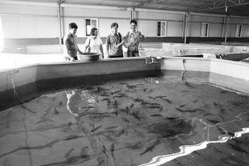 石斑鱼规模养殖 福建人塑料盖池