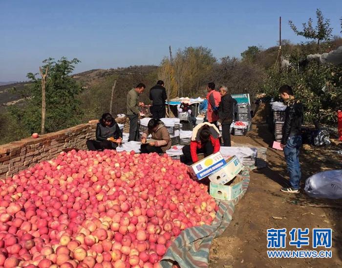 陕西志丹县第一书记的“苹果致富经”