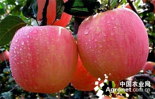 “烟台苹果” 10年培育高端红苹果