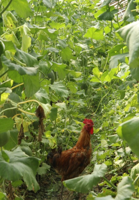 冬瓜大棚里的鸡群 遵循生态种植