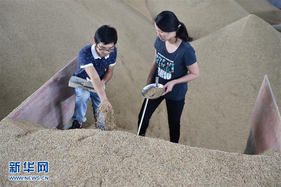 11月7日，在福建省上杭县中都镇军联村聚胜家庭农场，李晓文夫妇在检测稻谷含水率。