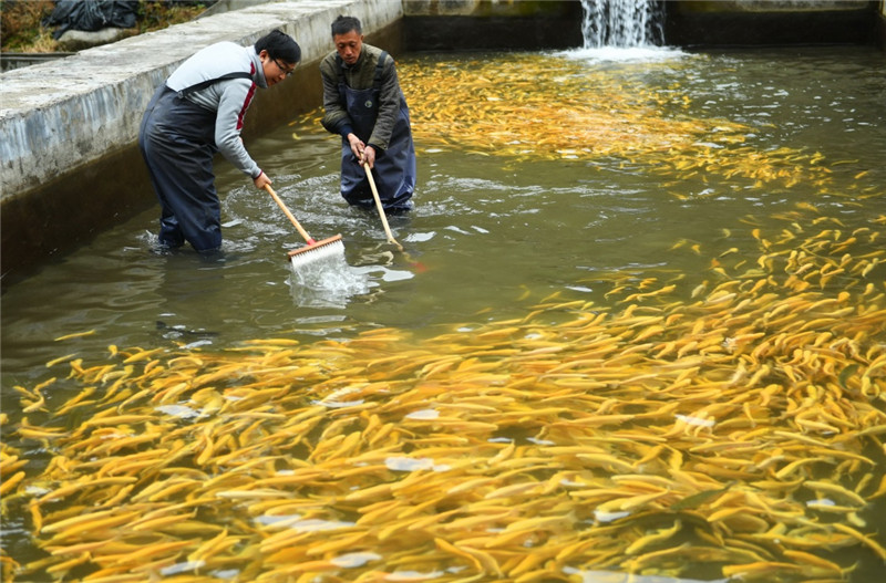 福建清流：延伸初加工 致富金翅膀