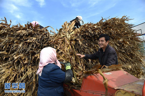在宁夏固原市原州区头营镇石羊村，马万武在加工饲草（11月2日摄）。